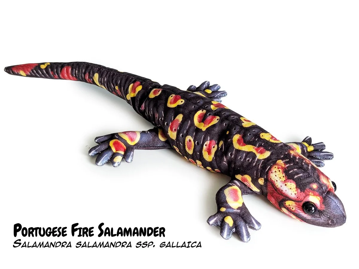 Salamandra Species — PALÆOPLUSHIES